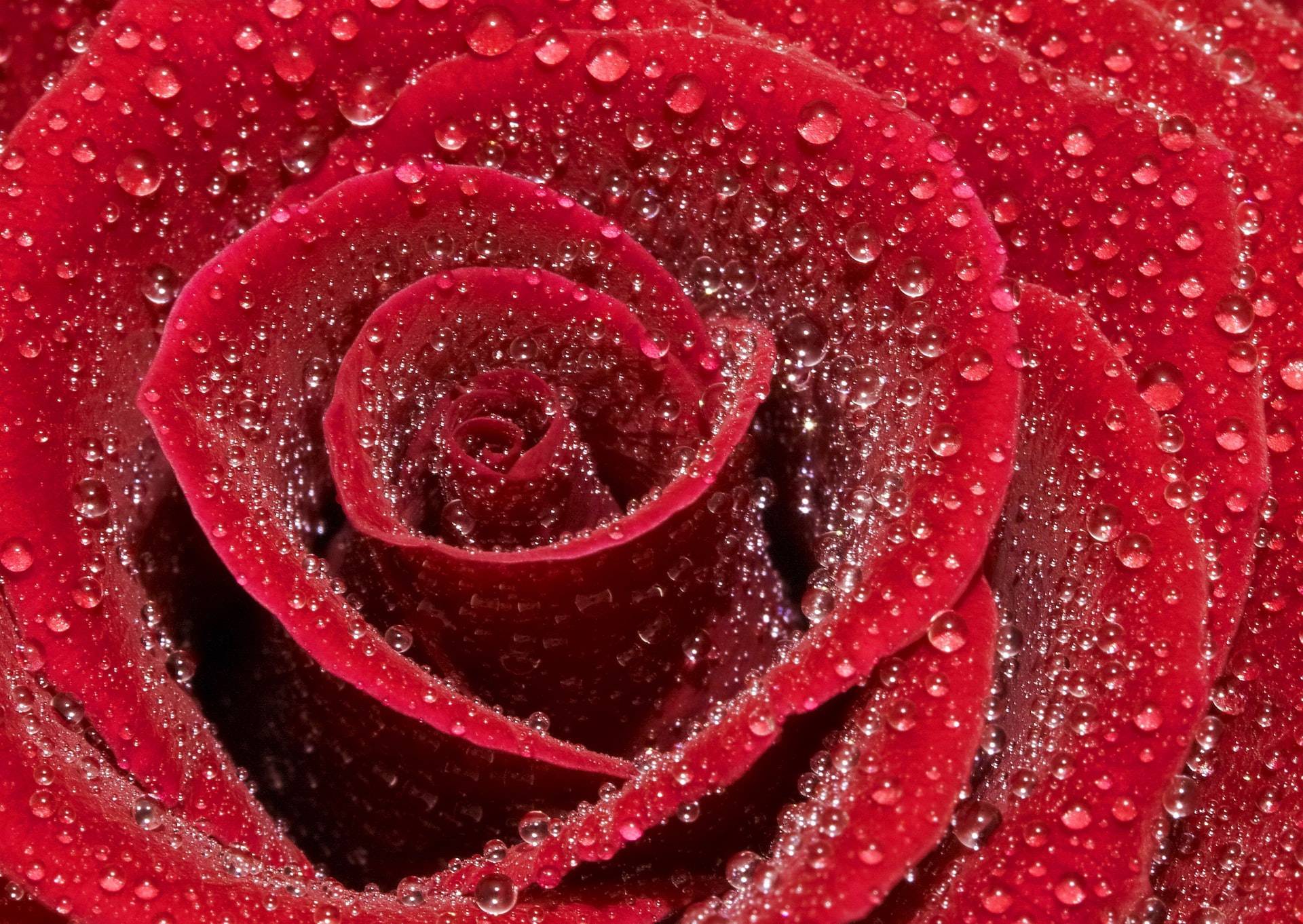 Rose with big droplets.